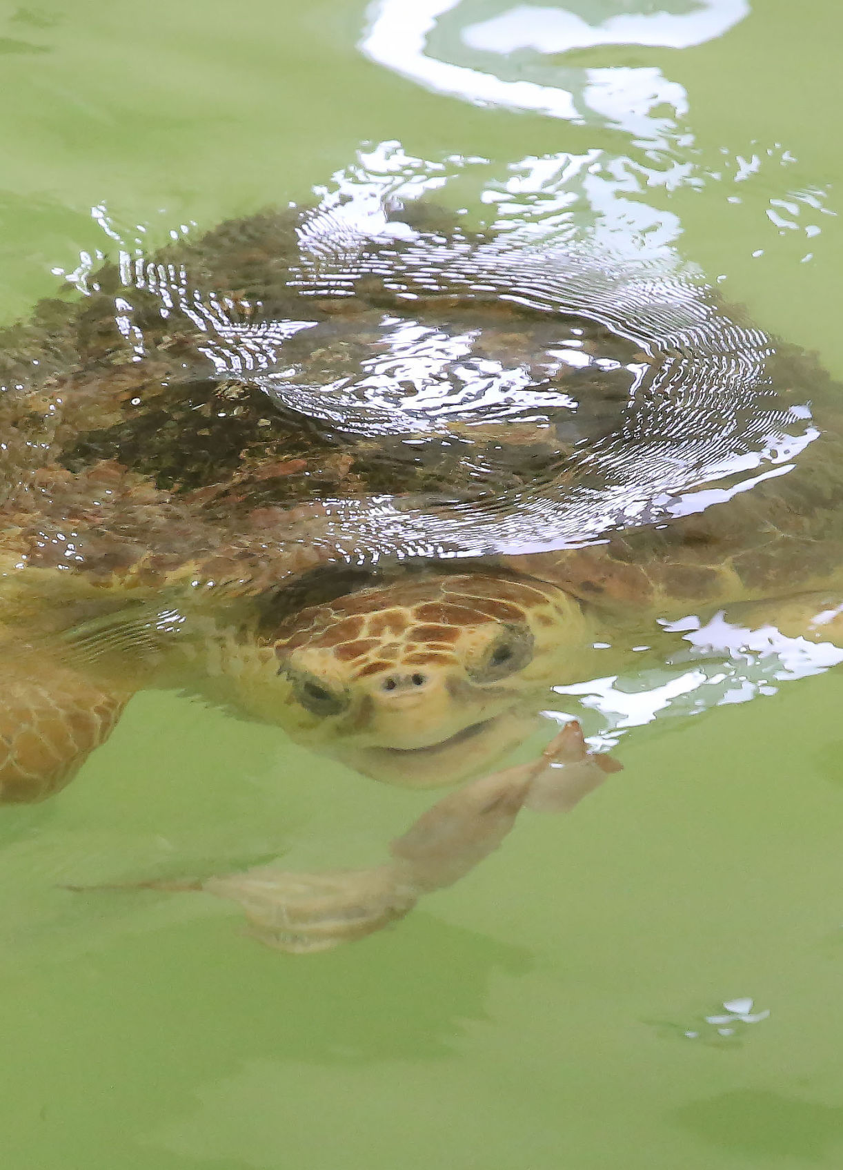 Loggerheads